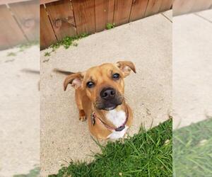 Chiweenie Dogs for adoption in Mechanicsburg, PA, USA