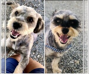 Shih-Poo Dogs for adoption in Manhattan Beach, CA, USA