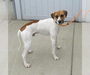 American Foxhound-Unknown Mix Dogs for adoption in Louisville, KY, USA