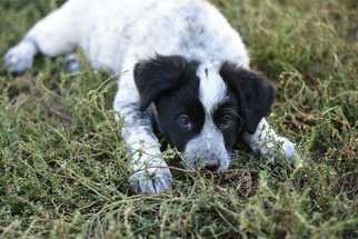 Small Border Collie Mix