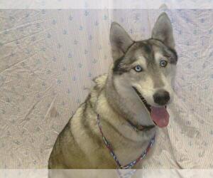 Siberian Husky Dogs for adoption in Sacramento, CA, USA