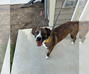 Beagle Dogs for adoption in Holly Springs, NC, USA