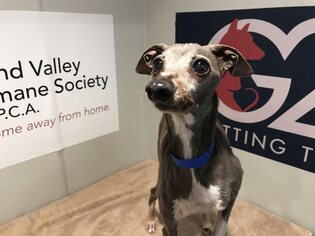 Italian Greyhound Dogs for adoption in pomona, CA, USA