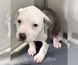 American Bulldog Dogs for adoption in Walnutport, PA, USA