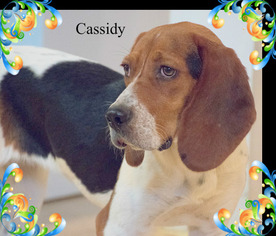 Basset Hound-Unknown Mix Dogs for adoption in New Castle DE, DE, USA