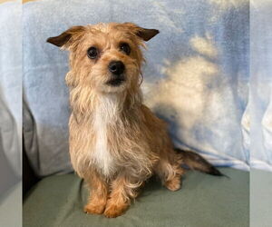 Mutt Dogs for adoption in Pacolet, SC, USA