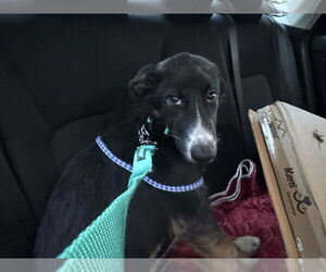 Mutt Dogs for adoption in Holly Springs, NC, USA