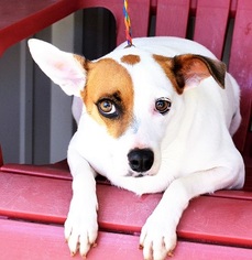 Jack Russell Terrier-Unknown Mix Dogs for adoption in New Iberia, LA, USA