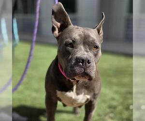 Bulldog-Unknown Mix Dogs for adoption in Las Vegas, NV, USA