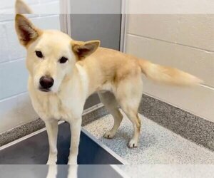 Canaan Dog Dogs for adoption in Houston, TX, USA