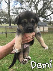 Mutt Dogs for adoption in Fairhope, AL, USA