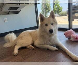 Siberian Husky Dogs for adoption in Carrollton, TX, USA