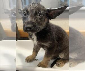 German Shepherd Dog Dogs for adoption in Tracy, CA, USA
