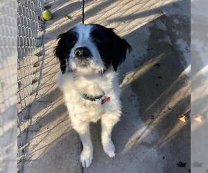 English Setter Dogs for adoption in Freeport, FL, USA
