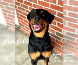 Rottweiler Dogs for adoption in Richmond, VA, USA