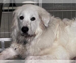 Golden Pyrenees Dogs for adoption in San Clemente, CA, USA