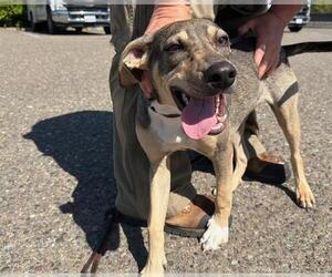German Shepherd Dog-Unknown Mix Dogs for adoption in Santa Rosa, CA, USA