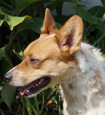 Mutt Dogs for adoption in Lebanon, TN, USA
