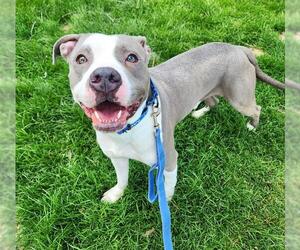 American Pit Bull Terrier-Unknown Mix Dogs for adoption in Minneapolis, MN, USA