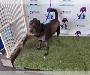 Labrador Retriever-Unknown Mix Dogs for adoption in Orlando, FL, USA
