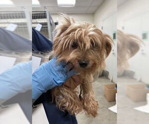 Mutt Dogs for adoption in Forestville, MD, USA