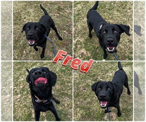 Mutt Dogs for adoption in Pierceton , IN, USA