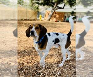 Beagle Dogs for adoption in Seal Beach, CA, USA
