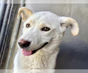 German Shepherd Dog Dogs for adoption in San Bernardino, CA, USA