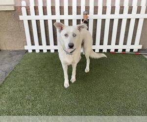 Gerberian Shepsky Dogs for adoption in Modesto, CA, USA