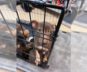 Plott Hound Dogs for adoption in Palmer, AK, USA