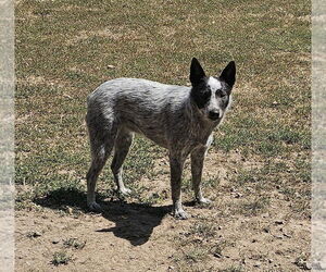 Mutt Dogs for adoption in Santa Rosa, CA, USA