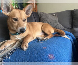 Mutt Dogs for adoption in Polson, MT, USA