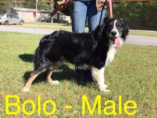 Border-Aussie Dogs for adoption in Waycross, GA, USA