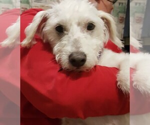 Bichon Frise-Unknown Mix Dogs for adoption in Suffolk, VA, USA