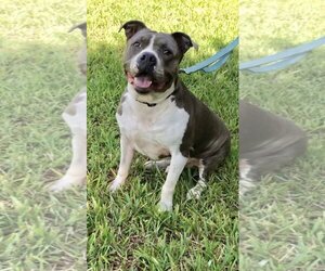 Staffordshire Bull Terrier Dogs for adoption in Weston, FL, USA