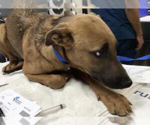 Rhodesian Ridgeback-Unknown Mix Dogs for adoption in Riverside, CA, USA