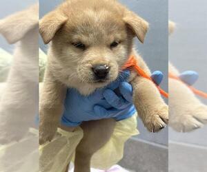Siberian Husky-Unknown Mix Dogs for adoption in Las Vegas, NV, USA