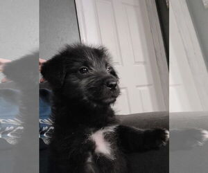 Mutt Dogs for adoption in New London, WI, USA