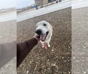 Siberian Husky-Unknown Mix Dogs for adoption in Rowlett, TX, USA