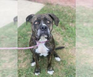 Mutt Dogs for adoption in Forestville, MD, USA