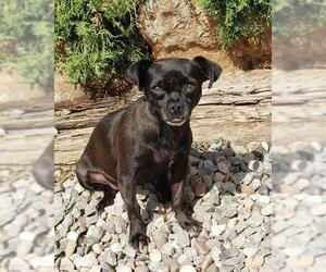 Chug Dogs for adoption in Albuquerque, NM, USA