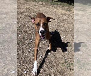 Labrador Retriever-Plott Hound Mix Dogs for adoption in Plano, TX, USA