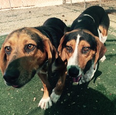 Bagle Hound Dogs for adoption in valley center, CA, USA