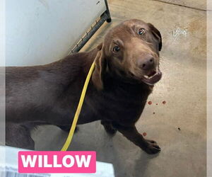 Labrador Retriever-Unknown Mix Dogs for adoption in Foristell, MO, USA