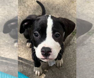 American Pit Bull Terrier-Unknown Mix Dogs for adoption in Clarkston, MI, USA