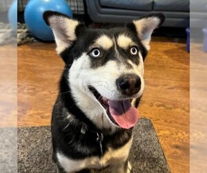 Siberian Husky Dogs for adoption in Omaha, NE, USA