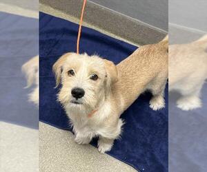 Miniature Schnauzer-Unknown Mix Dogs for adoption in Las Vegas, NV, USA