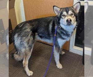 Siberian Husky Dogs for adoption in West Valley, UT, USA