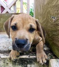 Medium Photo #1 Mutt Puppy For Sale in Fort Lauderdale, FL, USA
