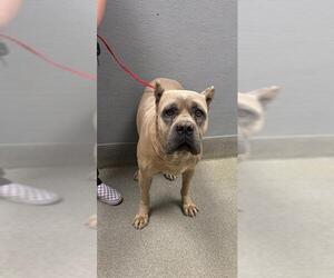 Mutt Dogs for adoption in Las Vegas, NV, USA